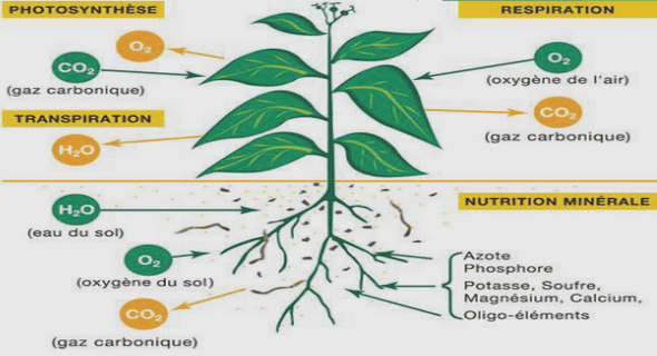 Besoins de la plante et gestion du sol