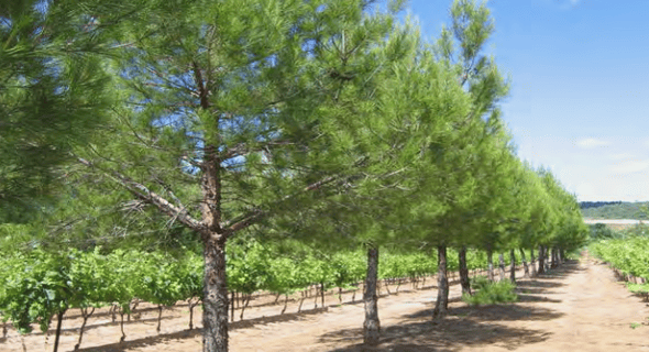 Efficacité de la gestion de l’eau et de la fertilité des sols en milieux semi arides